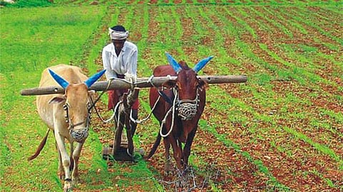 Indian Farmer