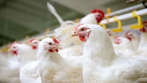 Rumors have caused a huge crisis in front of poultry holders