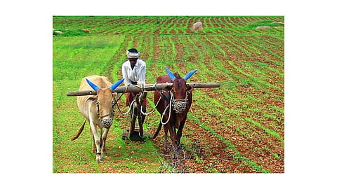 farmer scheme union budget 2020 kolhapur marathi news