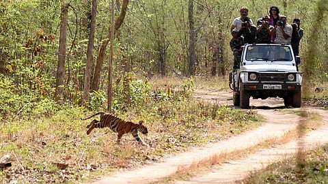 Tadoba