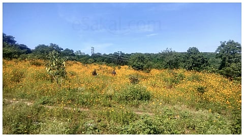 Taljai Hill Pune