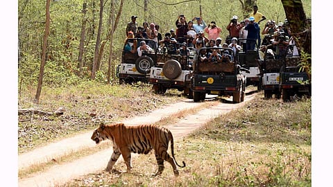 Tadoba