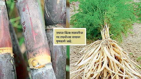 मूत्रकृच्छ्र-पथ्यापथ्य