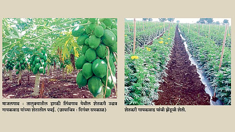 हारकी लिंबगावची पपई नागपूरच्या बाजारात