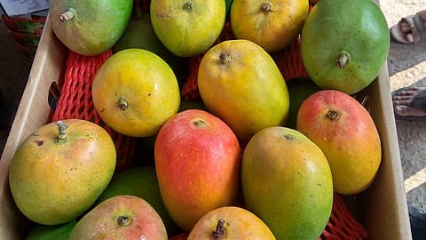 Hapus Mango In South Africa Arrives In Sangli