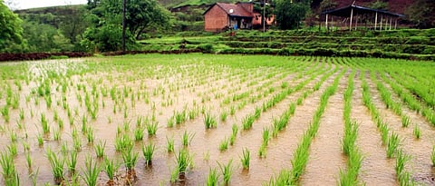 Farmers paid double Compensation in Atpadi of Sangali District