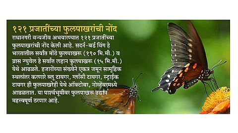 राधानगरीत पावसाळ्यापूर्वी फुलपाखरू उद्यान
