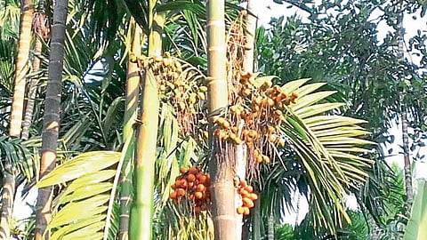 सुपारीवरील रोगावर ‘जीवामृता’चा यशस्वी उतारा