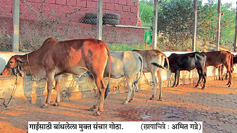 फळबाग, गोपालनातून शेतीला देतेय नवी दिशा
