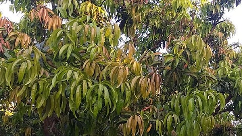 गारठा वाढल्याने आंब्याच्या झाडांना कोवळी पालवी; हंगाम लांबण्याची शक्यता