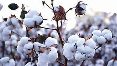 1cotton_67