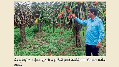 ड्रॅगन फ्रूटच्या उत्पादनातून पंचवीस लाख