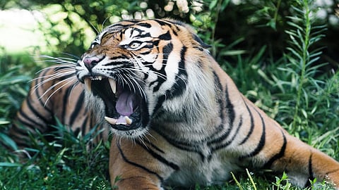 MLAs of all parties are to gather for arresting of scary tiger  