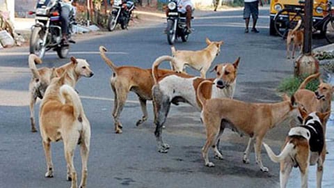 Dog