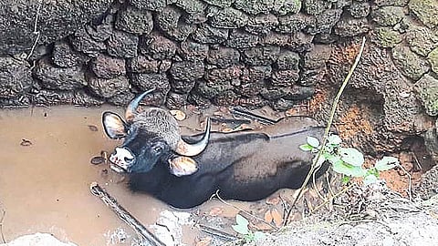 Gava Fall In Well Ratnagiri Marathi News 