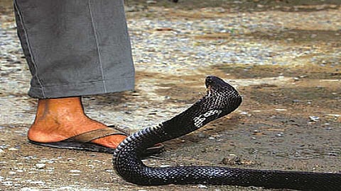 3snake_bite_header.jpg