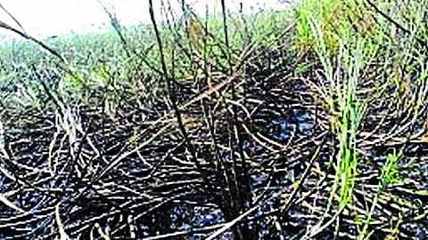 Sugarcane Burned