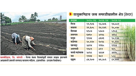 सांगली जिल्ह्यात उसाचे क्षेत्र वाढले