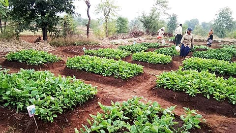 Women Self Help Group Develop 15 Acre Land Ratnagiri Marathi News 