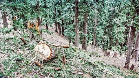Illegal cutting of tress is going on in Forest near Umred Nagpur 
