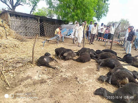 वीजेचा शॉक लागून २६ मेंढ्यांचा मृत्यू 