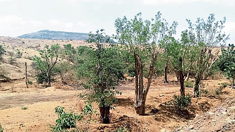 ज्ञानेश्‍वर पालखी मार्ग होणार हिरवागार 