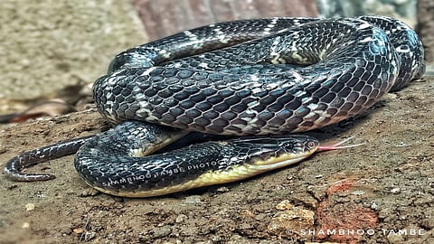 Common Krait Snake Rescue and Release In Karad 