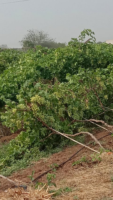 solapur farmers