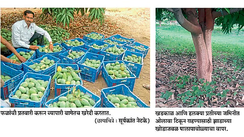 अवर्षणग्रस्त भागात जपली फळबागांमधून प्रयोगशीलता