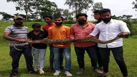 अबब.. पाटणमध्ये आढळला साडेआठ फुटाचा भलामोठा अजगर