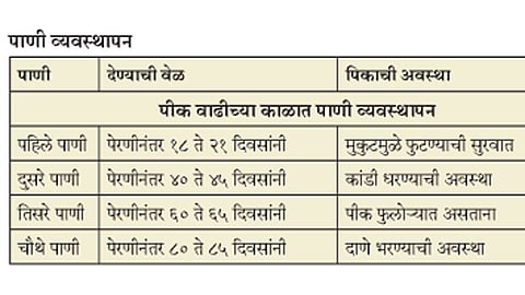 गव्हाला द्या संरक्षित पाणी
