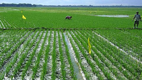 Agriculture