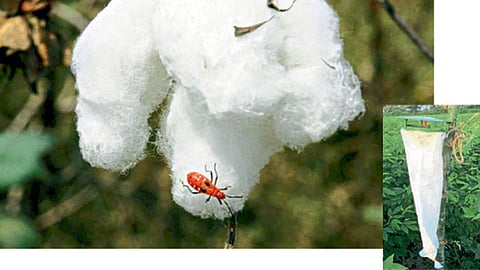 Agriculture