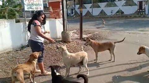 The NGO provides food to animals 