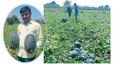 अनंत इंगळे यांनी पिकवलेली दर्जेदार कलिंगडे.