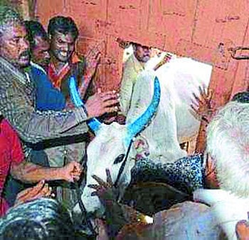 वराडसीमची चारशे वर्षांची परंपरा खंडीत; बैलपोळयाची सर्जा-राजाची शर्यत यंदा नाही 