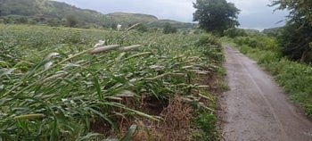 Damage to crops due to heavy rains in Botha area of ​​Sangamner taluka