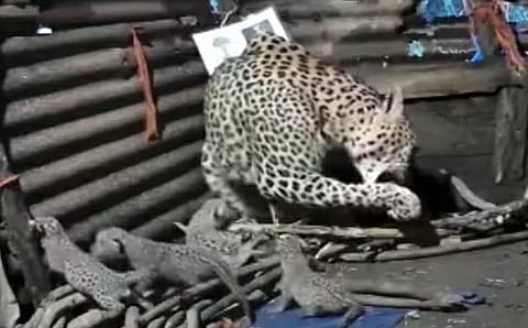 The leopard went to the power sub station in Akole taluka