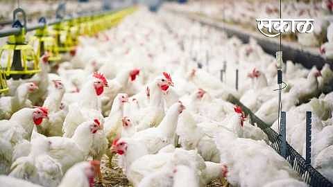 Bird_Flu