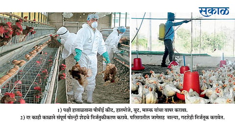 बर्ड फ्लू रोखण्यासाठी प्रतिबंधात्मक उपाय
