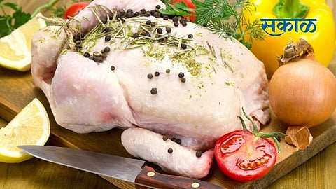 Broiler Chicken