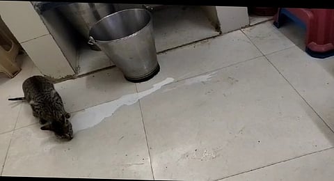 The nurses feel the animals are closer than the patient