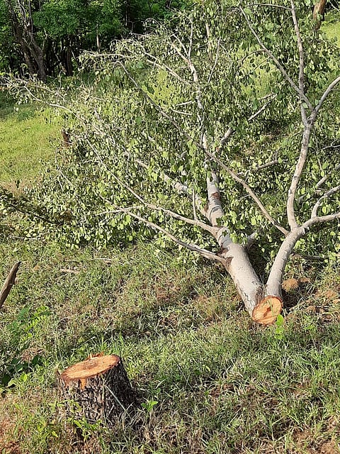 Karmala Maldhok abhayarnya