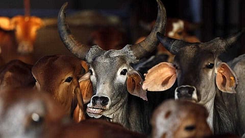 COW SLAUGHTER