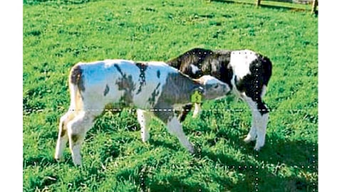 Cow