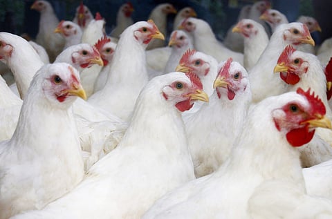 chicken