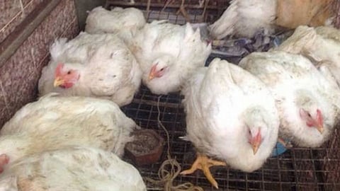 Chicken