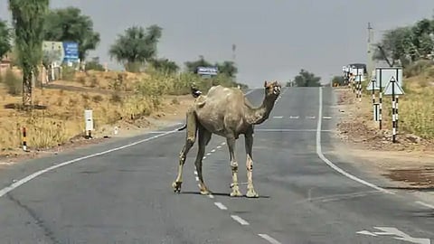 coronavirus, temperature, churu 