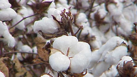 Cotton Export 