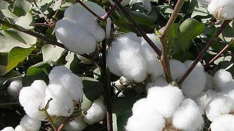 Cotton